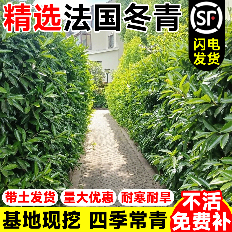 法国冬青树苗四季常北海