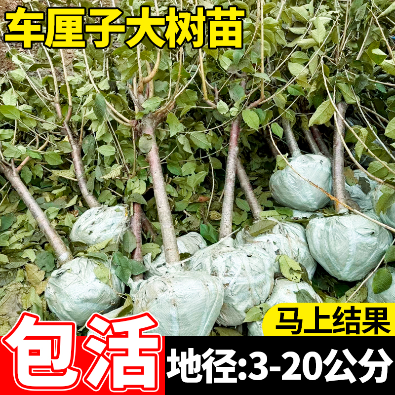 特大车厘子树苗嫁接大樱