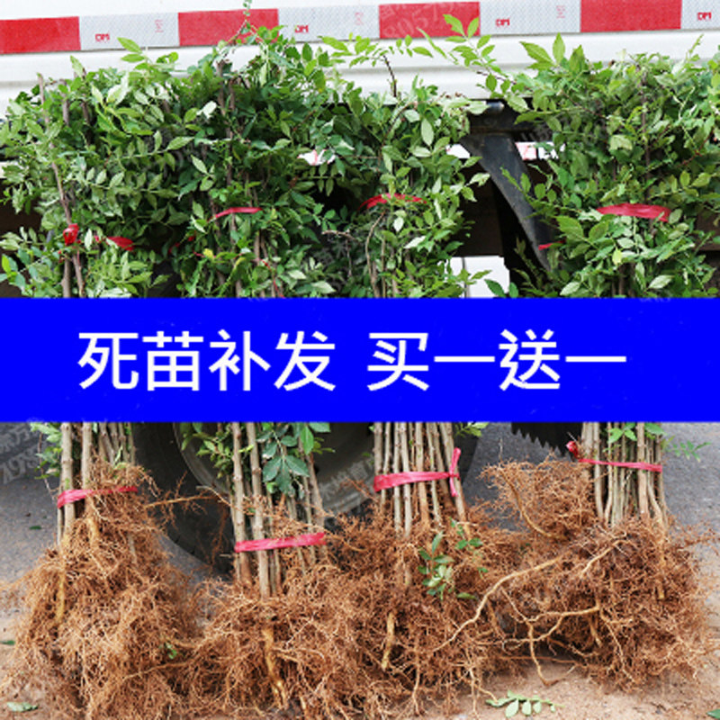 花椒树苗大红袍四川食用图片