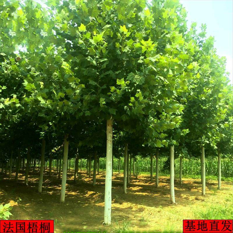 法国梧桐树树苗大树庭院风景树行道园林绿化苗木南方种植青桐法桐