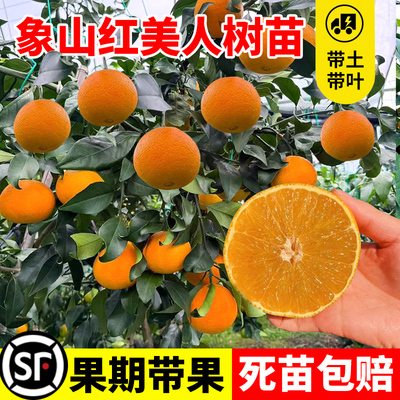 正宗象山红美人树苗爱媛2