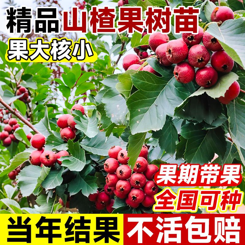 山楂树活苗盆栽大金星五