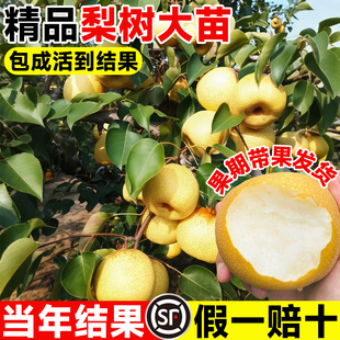 桂花梨树果苗嫁接苗苹果秋月梨当年结果南北方庭院种植盆栽果树沙