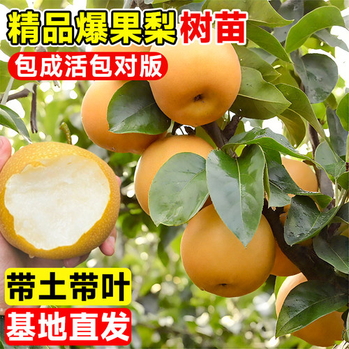 桂花梨树果苗嫁接苗苹果