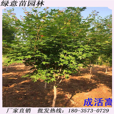 五角枫树苗鸡爪槭三角枫彩叶枫苗青枫元宝枫红枫树小苗南北方种植