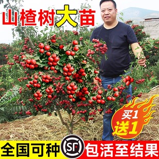 山楂树活苗大金星大五棱苗甜红子黄山楂嫁接歪把红果苗山里红树苗