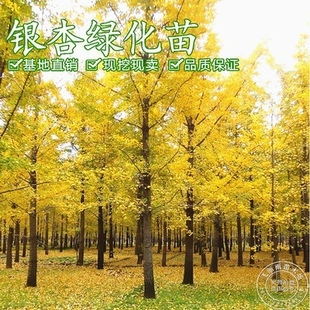 银杏树苗白果苗庭院园林绿化苗木行道树金叶银杏小苗南方北方种植