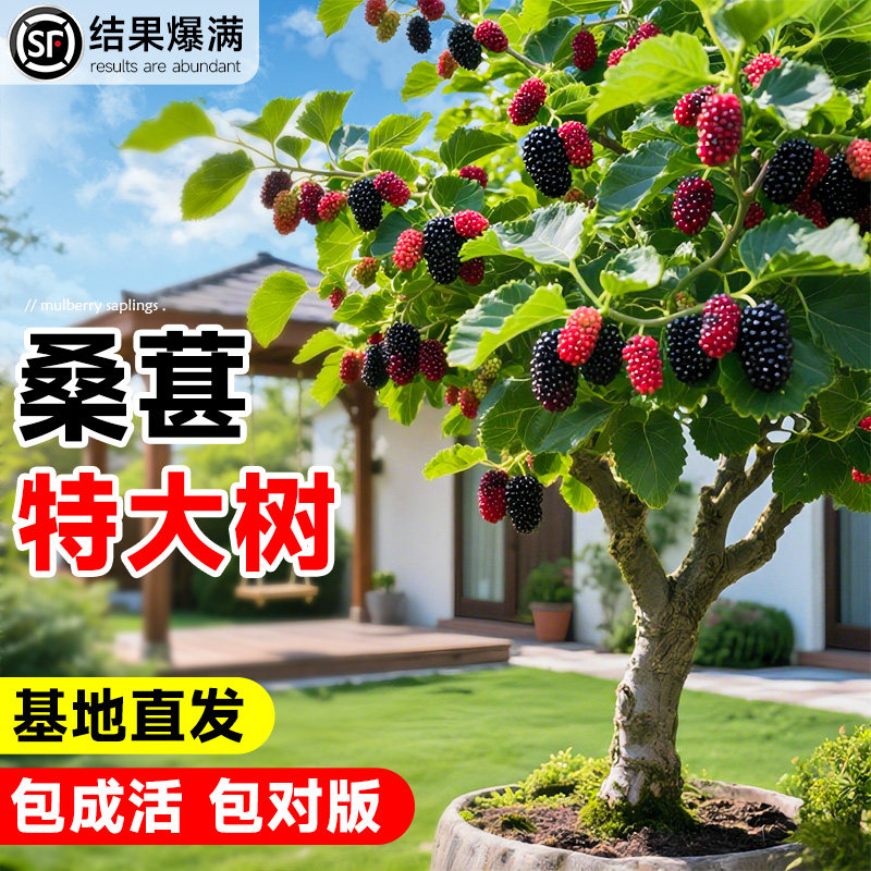 桑葚树苗盆栽白长果桑椹叶蓝莓北方四季树莓苗水果树果苗大全品种