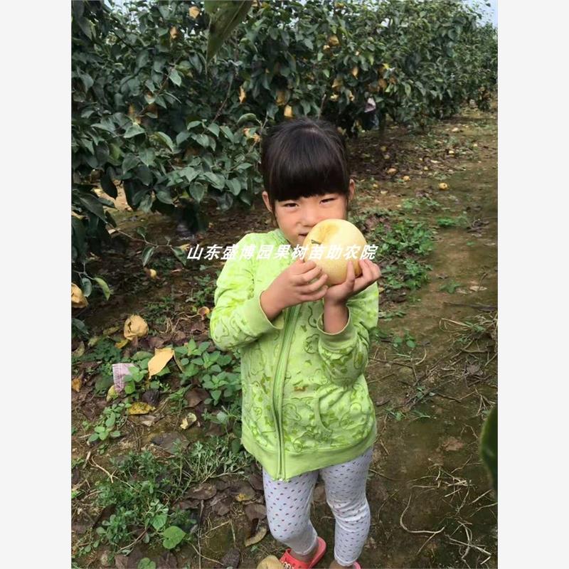 嫁接黄金梨树苗雪梨酥梨