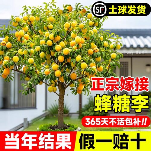蜂糖李子树苗贵州六马三