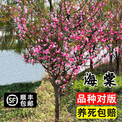 海棠树苗庭院地栽高杆西府海棠垂丝海棠花耐寒植物花北美海棠