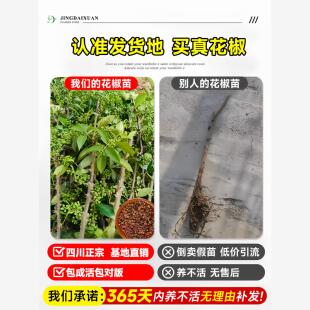 花椒苗树九叶青小苗带土老品种老桩四川大红袍花椒树大苗当年结果