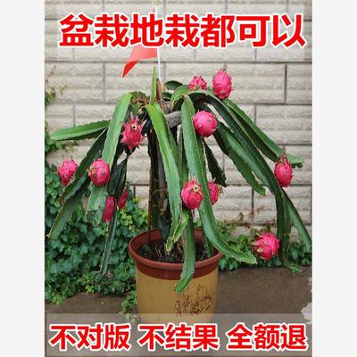 红心红肉火龙果苗燕窝果