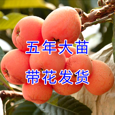 大五星枇杷苗树地栽特大