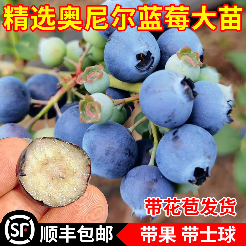 奥尼尔蓝莓苗四季早熟盆栽地栽蓝莓树果苗南北方庭院种植当年结果