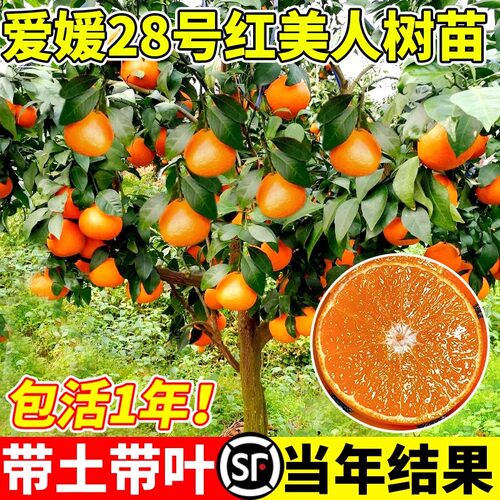 正宗象山红美人树苗嫁接