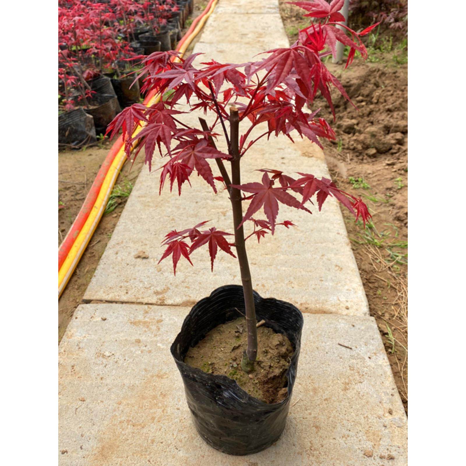 日本红枫苗嫁接树苗四季中国红室内庭院盆栽美国红枫树苗包活