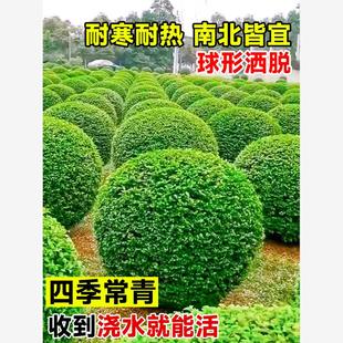 小叶女贞球棒棒糖造型盆栽树苗亮晶女贞高杆四季长青花镜耐寒植物