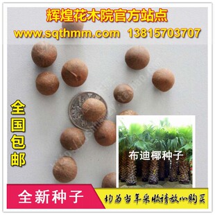 布迪椰子种子 冻子椰子种子 布迪椰种子 园林绿化 盆栽树种 易种
