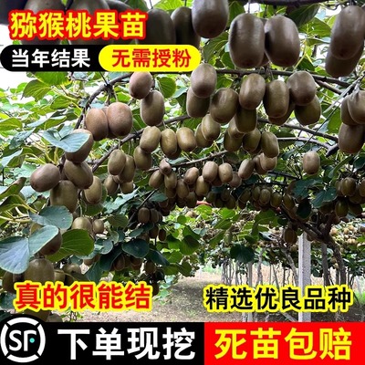 特大猕猴桃树果苗红心徐