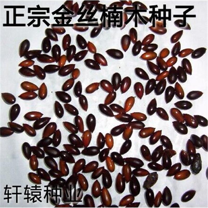 正宗金丝楠木种子 楠树 雅楠 桢楠 豆瓣楠 香楠 龙胆楠 闽楠紫楠