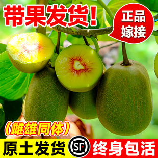 黄心猕猴桃树果苗公母同株软枣苗嫁接徐香四季结果南北方种植果树