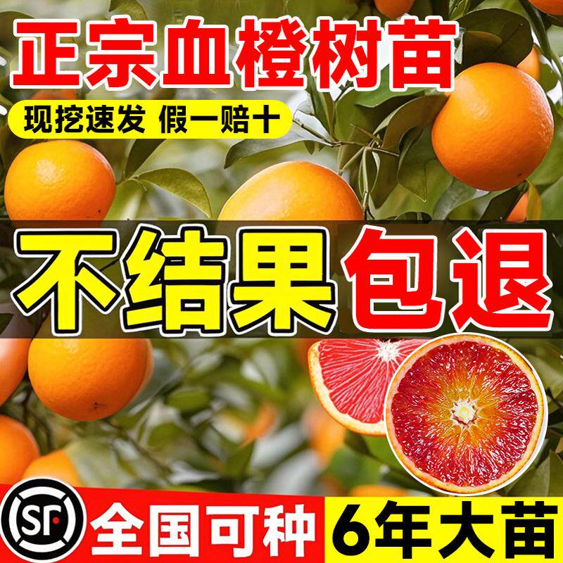 正宗血橙橘子树苗橘树盆栽爱媛38号四季春见耙耙柑果树果苗水果苗