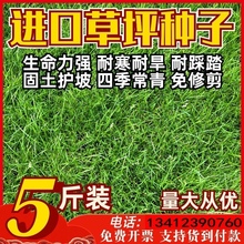 草坪草籽四季常青免修护坡固土高羊茅马尼拉黑麦草皮种子庭院绿化