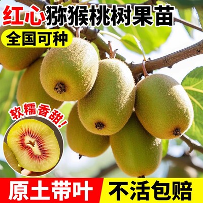 嫁接奇异果苗红心徐香软