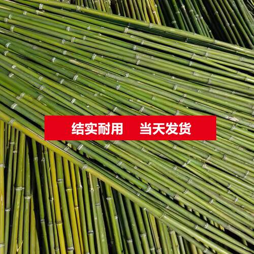 竹竿菜园搭架蔬菜黄瓜番茄豆角架杆竹篱笆栅栏小竹子细竹竿爬藤架