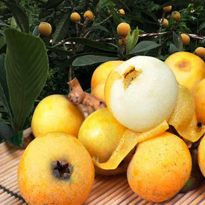 白玉枇杷苗树带土无核特