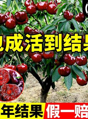 正宗车厘子树苗大樱桃树苗果树果苗嫁接矮化盆栽水果树南方北种植