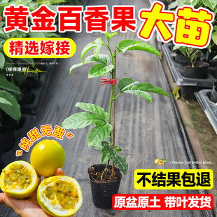 钦蜜9号黄金百香果树果苗广西嫁接百香果苗全国四季种植不断结果