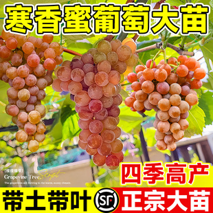 寒香蜜葡萄苗正宗大苗嫁接苗爬藤妮娜皇后阳光玫瑰巨峰葡萄树果苗
