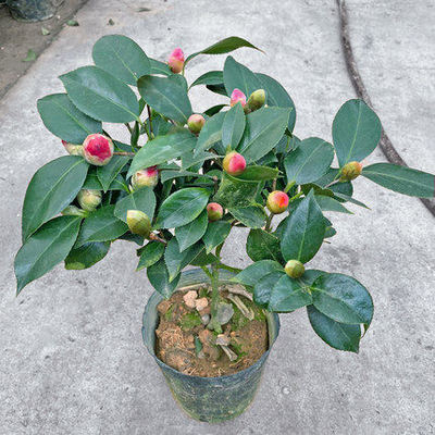 香妃山茶花盆栽带花苞五色赤丹花卉绿植物室内浓香型树苗四季开花