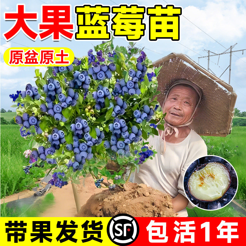 蓝莓树果苗盆栽地栽果苗特大号带大果南北方四季种植苗甜蜜蜜果树