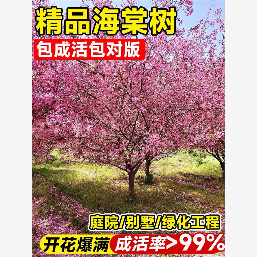 西府海棠树苗庭院地栽高