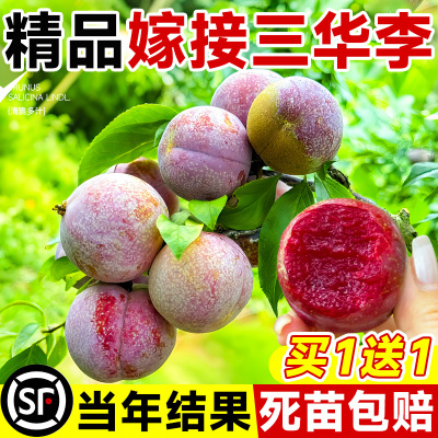三华李子树苗红心新品种