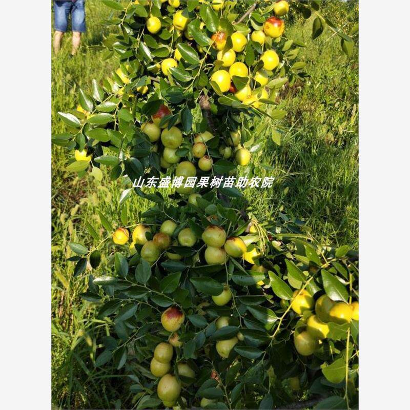 枣树活苗88红冬枣树苗嫁接伏脆蜜八八枣苗脆甜北南方种植当年结果