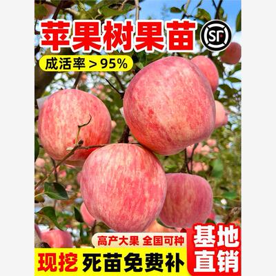 苹果树果苗红富士种植苗