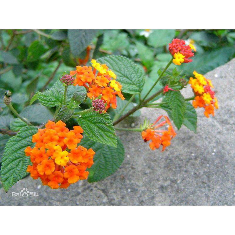 夏秋季驱蚊植物种子逐蝇梅五色梅种子、臭草种子草籽驱逐蚊蝇功效