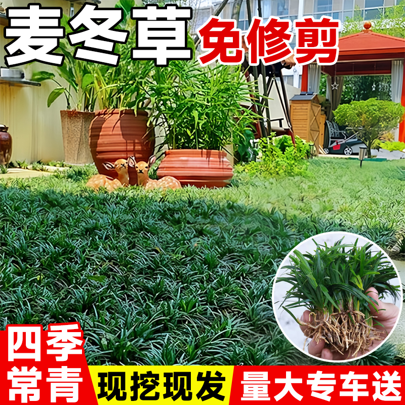 日本矮麦冬草苗耐寒别墅