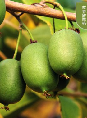 嫁接软枣猕猴桃果树苗盆栽阳台软枣苗圆枣狗枣子枸枣子南北方苗
