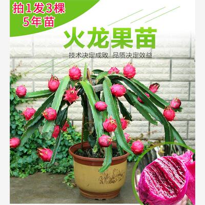 红心火龙果苗盆栽黄肉地