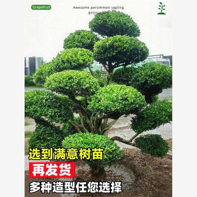 造型黄杨瓜子树苗独杆小