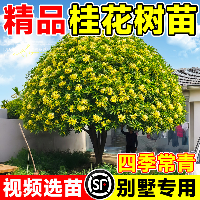 桂花树苗四季桂金桂老桩