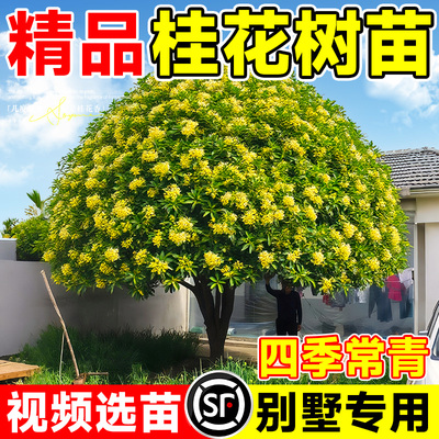 桂花树苗四季桂金桂老桩