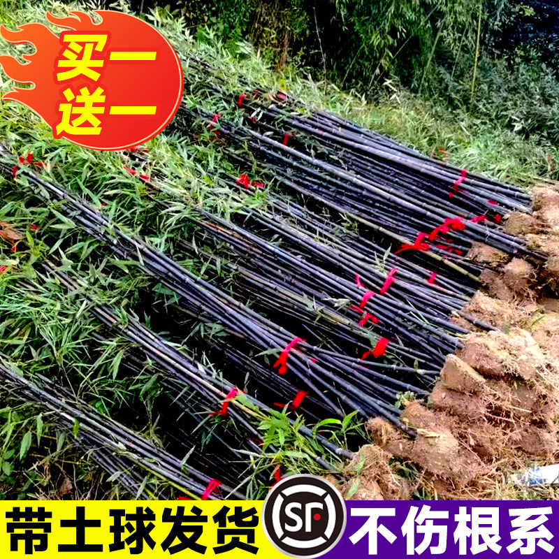 竹子苗庭院四季长青毛竹紫竹青竹金镶玉竹观赏名贵竹子苗北方耐寒