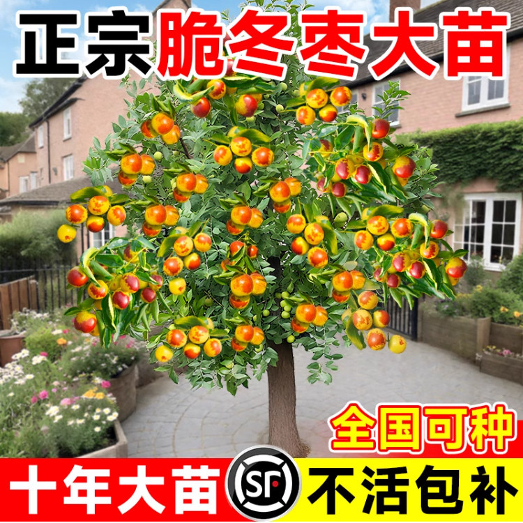枣树活苗嫁接冬枣地栽果树果苗当年结果北方南方大枣超甜特大庭院