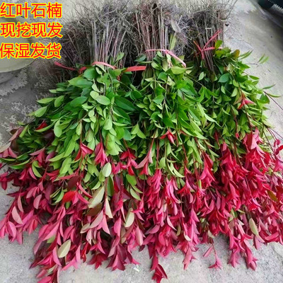 红叶石楠树苗篱笆苗四季常青围墙女贞继木庭院植物绿化苗木球型